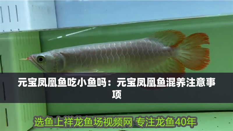 元寶鳳凰魚吃小魚嗎：元寶鳳凰魚混養(yǎng)注意事項