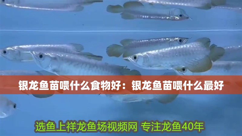 銀龍魚苗喂什么食物好：銀龍魚苗喂什么最好