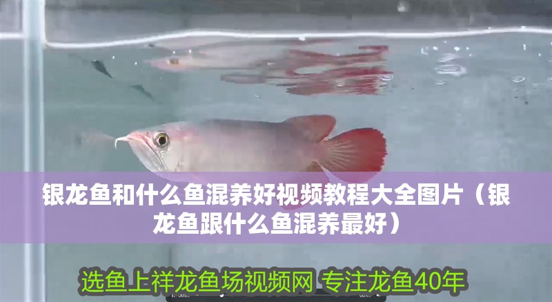 銀龍魚和什么魚混養好視頻教程大全圖片（銀龍魚跟什么魚混養最好）