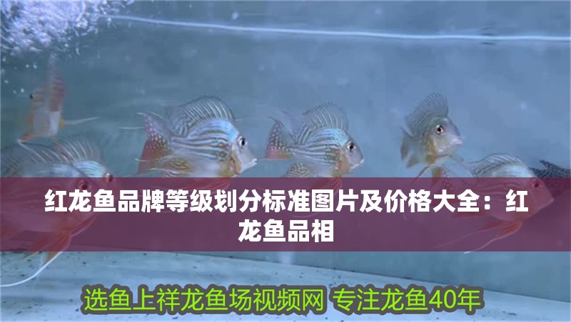 紅龍魚品牌等級劃分標準圖片及價格大全：紅龍魚品相