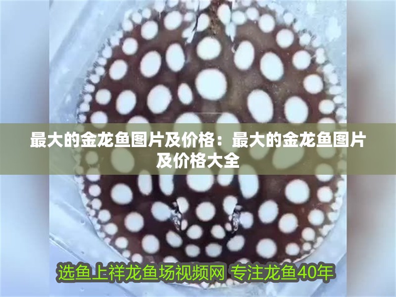 最大的金龍魚圖片及價格：最大的金龍魚圖片及價格大全