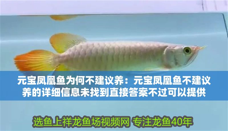 元寶鳳凰魚為何不建議養：元寶鳳凰魚不建議養的詳細信息未找到直接答案不過可以提供