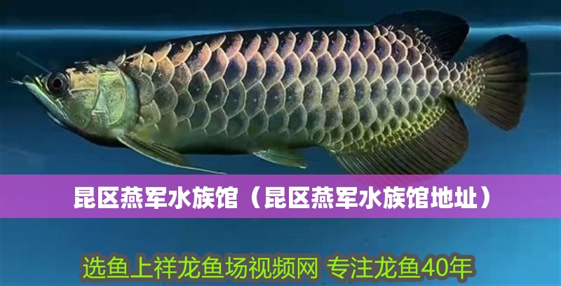 昆區(qū)燕軍水族館（昆區(qū)燕軍水族館地址）