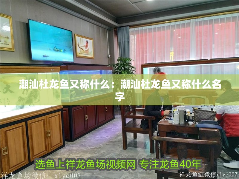 潮汕杜龍魚又稱什么：潮汕杜龍魚又稱什么名字