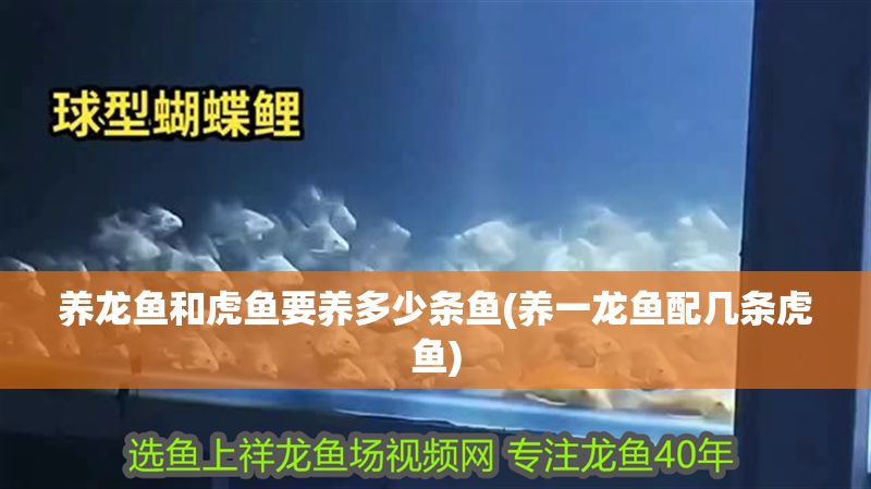 養龍魚和虎魚要養多少條魚(養一龍魚配幾條虎魚)