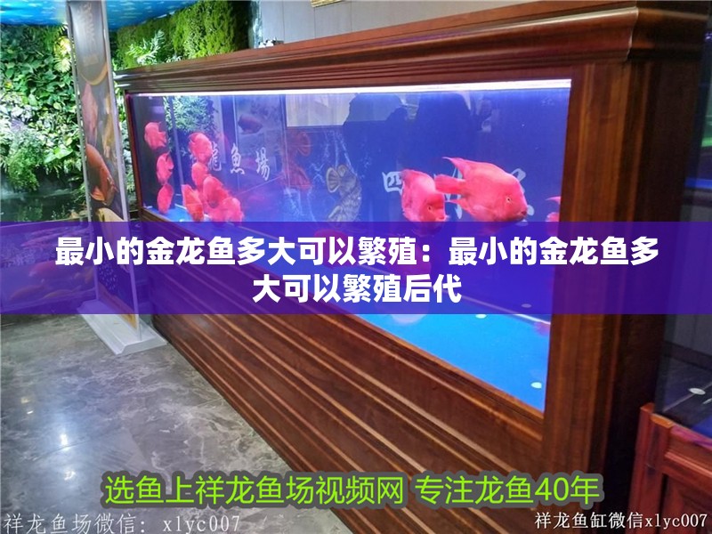 最小的金龍魚多大可以繁殖：最小的金龍魚多大可以繁殖后代