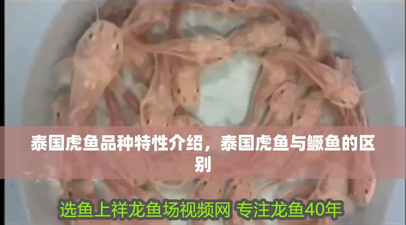 泰國虎魚品種特性介紹，泰國虎魚與鱖魚的區(qū)別
