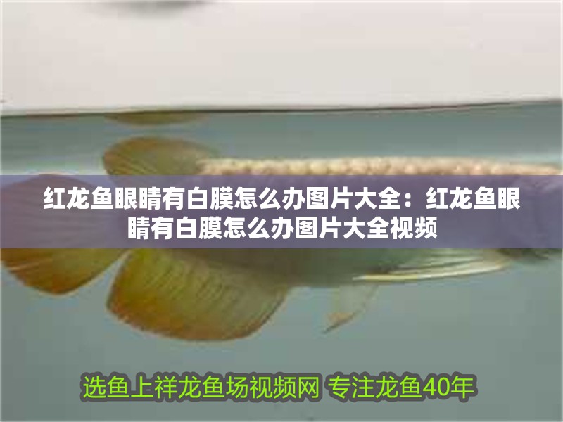 紅龍魚眼睛有白膜怎么辦圖片大全：紅龍魚眼睛有白膜怎么辦圖片大全視頻