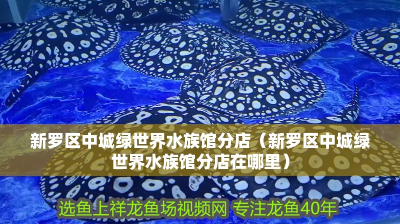 新羅區(qū)中城綠世界水族館分店（新羅區(qū)中城綠世界水族館分店在哪里） 新羅區(qū)中城綠世界水族館分店（新羅區(qū)中城綠世界水族館分店在哪里） 全國水族館企業(yè)名錄 第2張