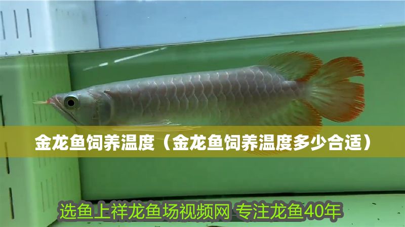 金龍魚飼養溫度（金龍魚飼養溫度多少合適）