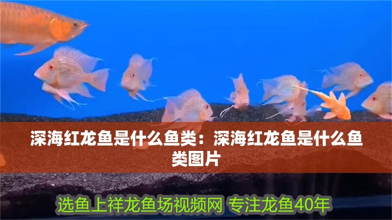 深海紅龍魚是什么魚類：深海紅龍魚是什么魚類圖片