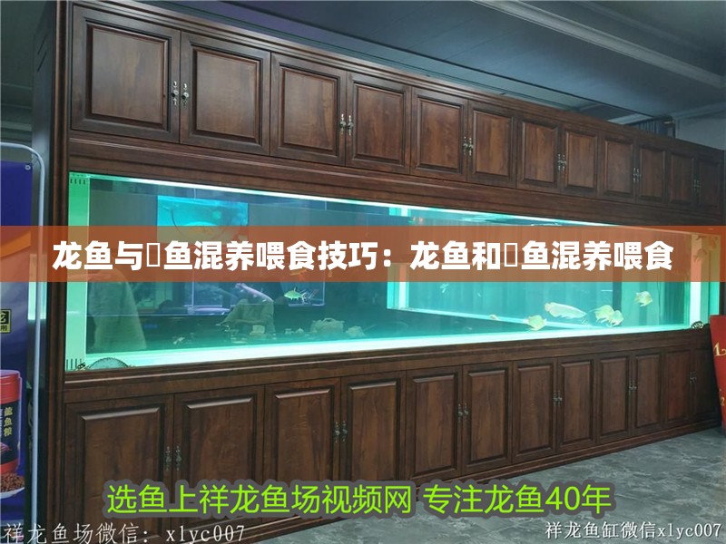 龍魚與魟魚混養喂食技巧：龍魚和魟魚混養喂食