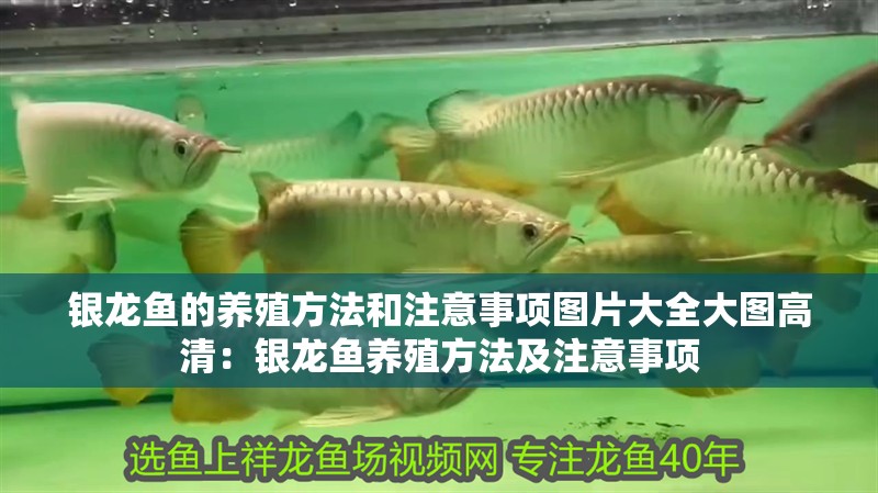 銀龍魚的養(yǎng)殖方法和注意事項(xiàng)圖片大全大圖高清：銀龍魚養(yǎng)殖方法及注意事項(xiàng)