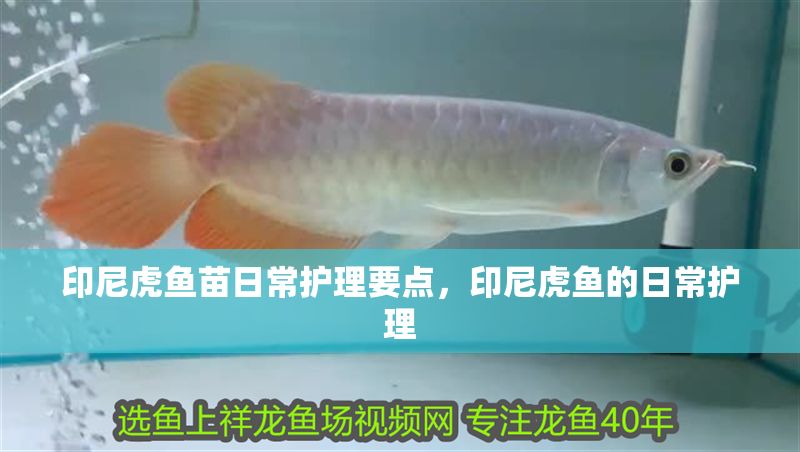 印尼虎魚苗日常護(hù)理要點(diǎn)，印尼虎魚的日常護(hù)理