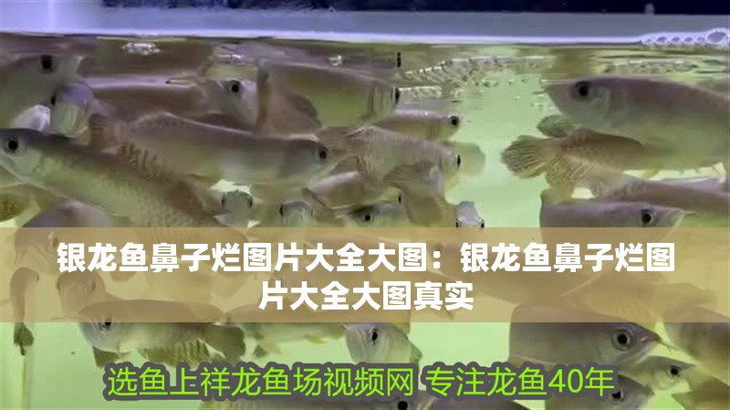 銀龍魚鼻子爛圖片大全大圖：銀龍魚鼻子爛圖片大全大圖真實