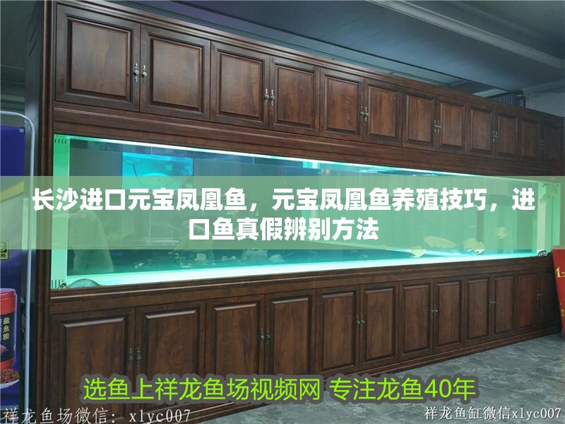 長沙進口元寶鳳凰魚,元寶鳳凰魚養殖技巧,進口魚真假辨別方法 元寶鳳凰魚百科 第1張 長沙進口元寶鳳凰魚,元寶鳳凰魚養殖技巧,進口魚真假辨別方法 長沙進口元寶鳳凰魚,元寶鳳凰魚養殖技巧,進口魚真假辨別方法 元寶鳳凰魚百科 第1張