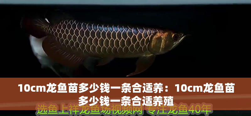 10cm龍魚(yú)苗多少錢(qián)一條合適養(yǎng)：10cm龍魚(yú)苗多少錢(qián)一條合適養(yǎng)殖