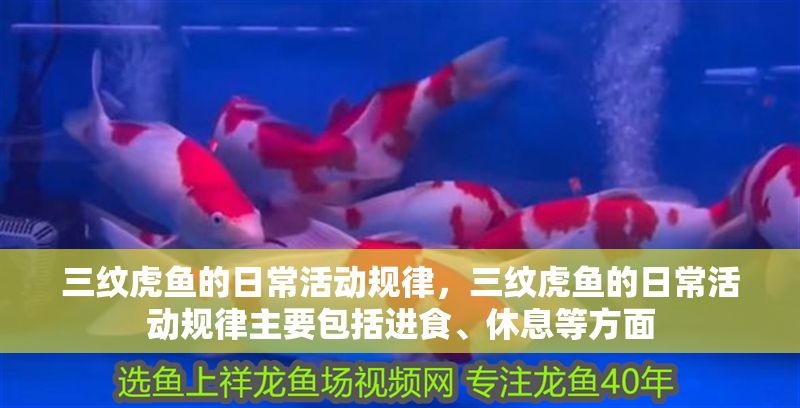 三紋虎魚的日?；顒右幝桑y虎魚的日?；顒右幝芍饕ㄟM食、休息等方面
