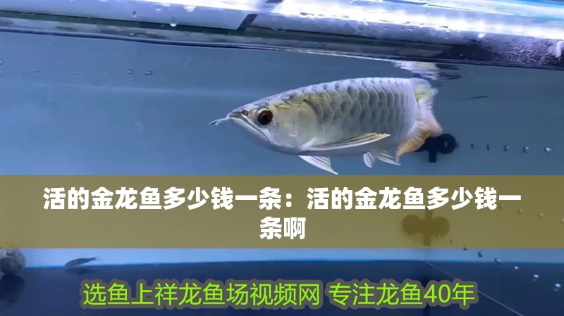 活的金龍魚多少錢一條：活的金龍魚多少錢一條啊