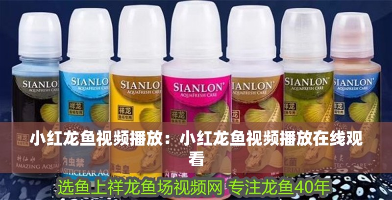 小紅龍魚視頻播放：小紅龍魚視頻播放在線觀看