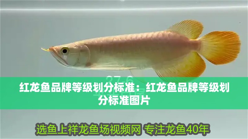 紅龍魚品牌等級劃分標準：紅龍魚品牌等級劃分標準圖片