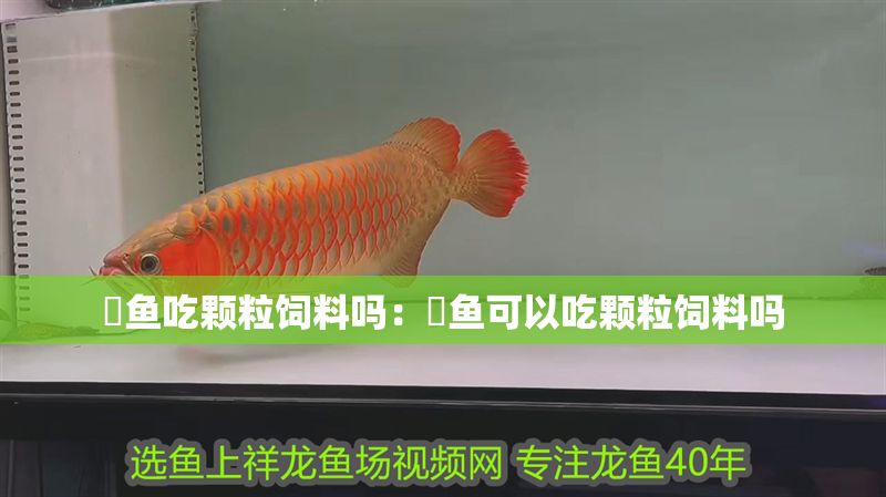 魟魚吃顆粒飼料嗎：魟魚可以吃顆粒飼料嗎