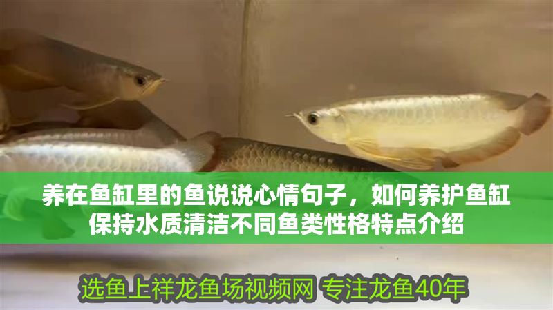 養在魚缸里的魚說說心情句子，如何養護魚缸保持水質清潔不同魚類性格特點介紹