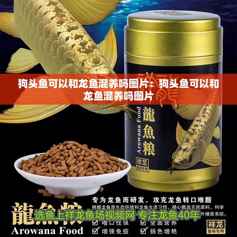 狗頭魚可以和龍魚混養(yǎng)嗎圖片：狗頭魚可以和龍魚混養(yǎng)嗎圖片