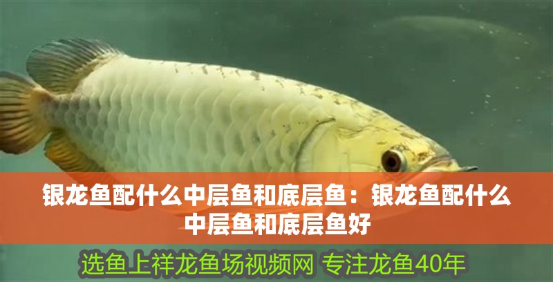 銀龍魚配什么中層魚和底層魚：銀龍魚配什么中層魚和底層魚好