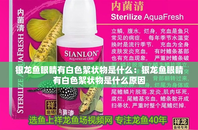 銀龍魚眼睛有白色絮狀物是什么：銀龍魚眼睛有白色絮狀物是什么原因