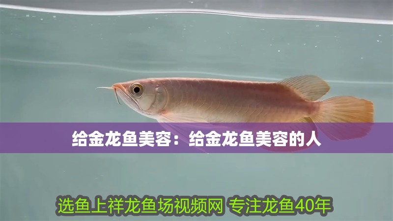 給金龍魚美容：給金龍魚美容的人
