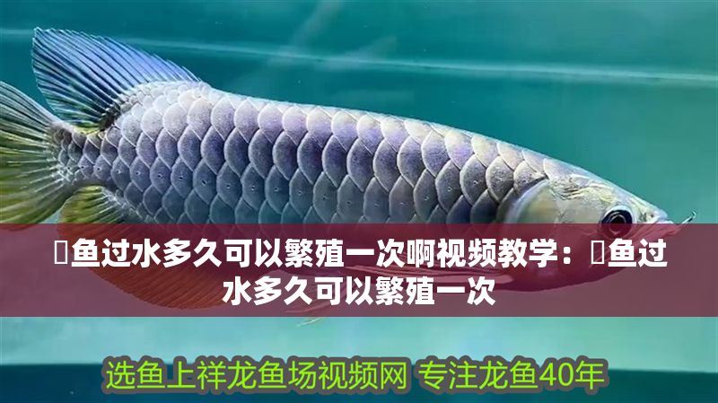 魟魚過水多久可以繁殖一次啊視頻教學：魟魚過水多久可以繁殖一次 魟魚過水多久可以繁殖一次啊視頻教學：魟魚過水多久可以繁殖一次 魟魚百科 第2張