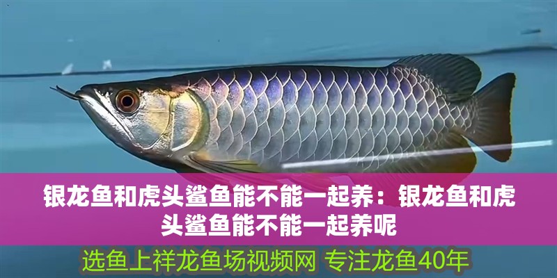 銀龍魚和虎頭鯊魚能不能一起養(yǎng)：銀龍魚和虎頭鯊魚能不能一起養(yǎng)呢