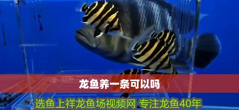龍魚養(yǎng)一條可以嗎