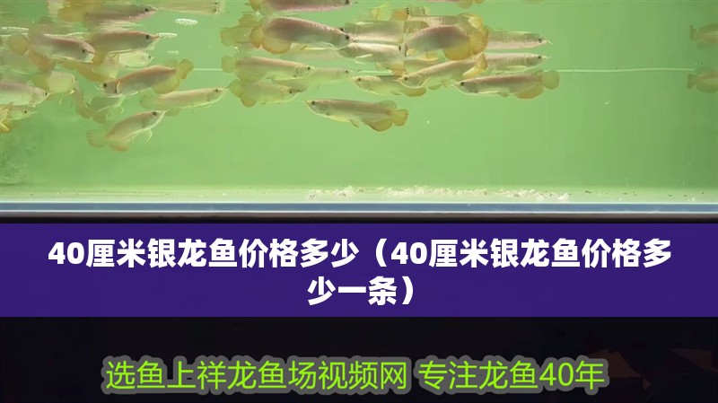 40厘米銀龍魚價格多少（40厘米銀龍魚價格多少一條）