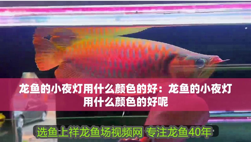 龍魚的小夜燈用什么顏色的好：龍魚的小夜燈用什么顏色的好呢