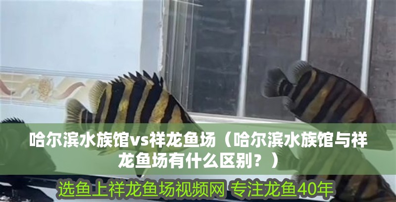 哈爾濱水族館vs祥龍魚場（哈爾濱水族館與祥龍魚場有什么區(qū)別？）
