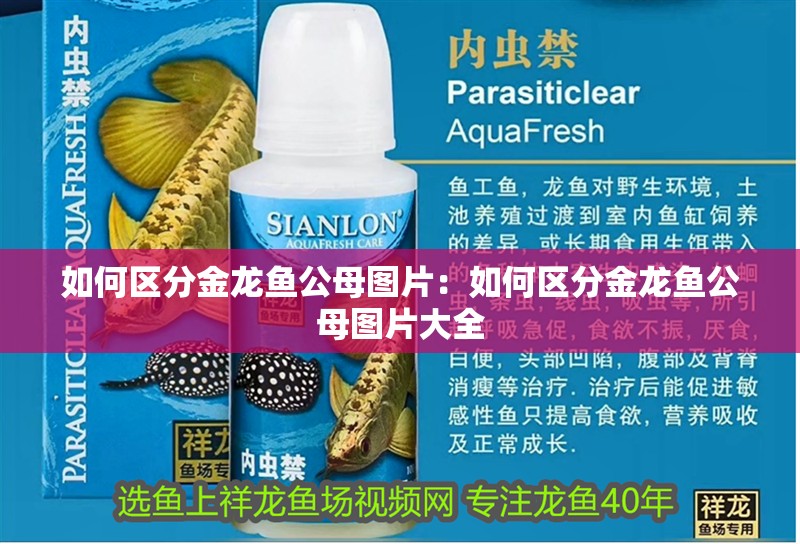 如何區分金龍魚公母圖片：如何區分金龍魚公母圖片大全