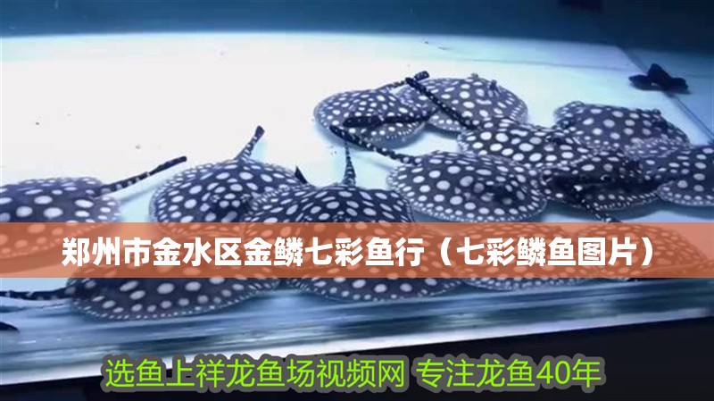 鄭州市金水區金鱗七彩魚行（七彩鱗魚圖片）