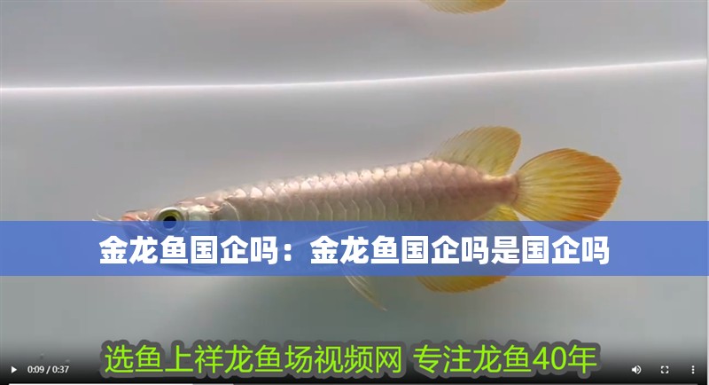 金龍魚國(guó)企嗎：金龍魚國(guó)企嗎是國(guó)企嗎