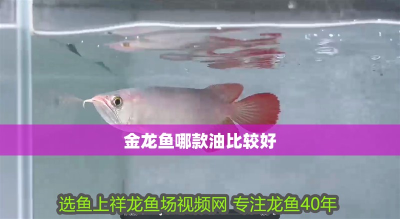 金龍魚哪款油比較好