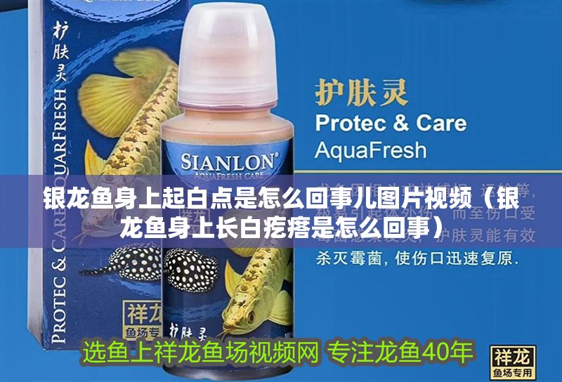 銀龍魚身上起白點是怎么回事兒圖片視頻（銀龍魚身上長白疙瘩是怎么回事）