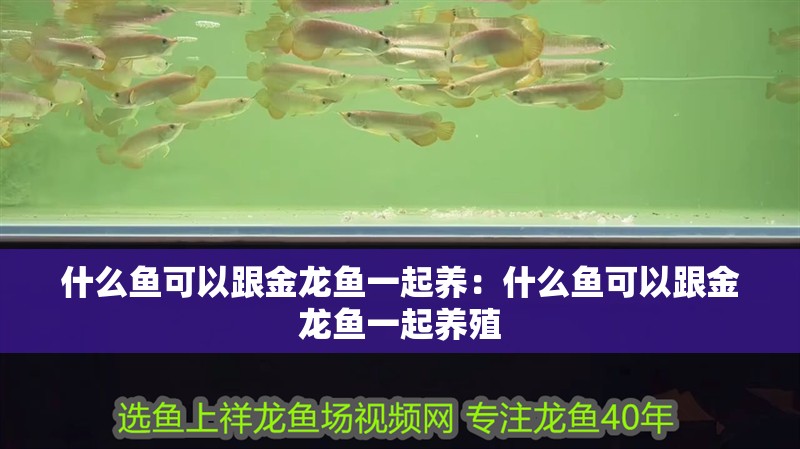 什么魚可以跟金龍魚一起養(yǎng):什么魚可以跟金龍魚一起養(yǎng)殖 水族問答 什么魚可以跟金龍魚一起養(yǎng):什么魚可以跟金龍魚一起養(yǎng)殖 什么魚可以跟金龍魚一起養(yǎng):什么魚可以跟金龍魚一起養(yǎng)殖 水族問答