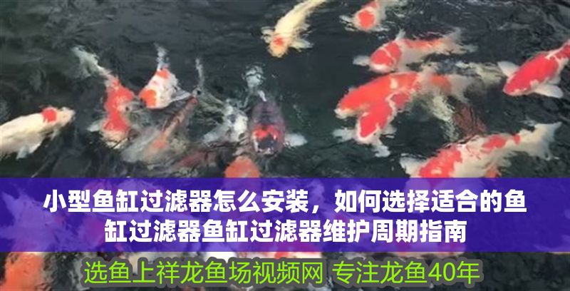 小型魚缸過濾器怎么安裝，如何選擇適合的魚缸過濾器魚缸過濾器維護周期指南 小型魚缸過濾器怎么安裝，如何選擇適合的魚缸過濾器魚缸過濾器維護周期指南 魚缸百科 第2張