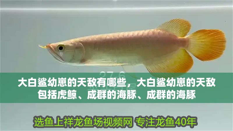 大白鯊幼崽的天敵有哪些，大白鯊幼崽的天敵包括虎鯨、成群的海豚、成群的海豚