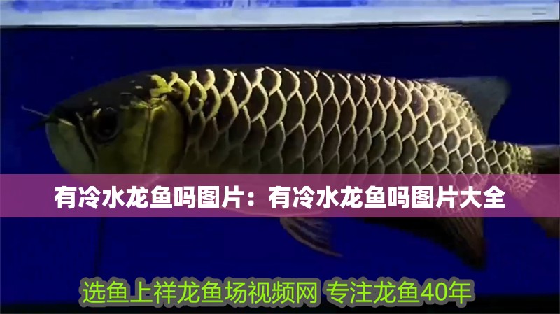 有冷水龍魚嗎圖片：有冷水龍魚嗎圖片大全