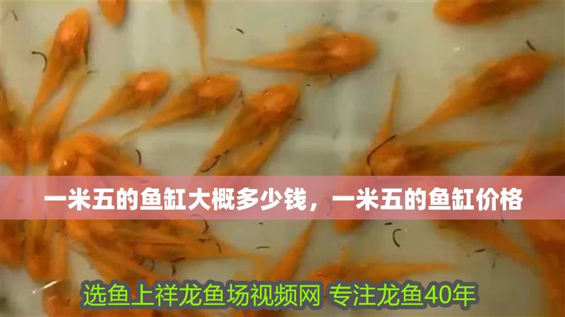 一米五的魚缸大概多少錢，一米五的魚缸價格