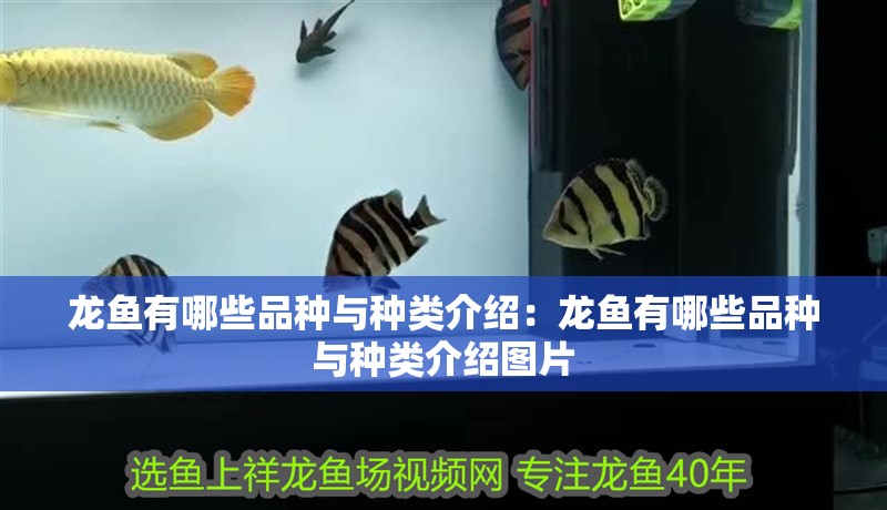 龍魚有哪些品種與種類介紹：龍魚有哪些品種與種類介紹圖片