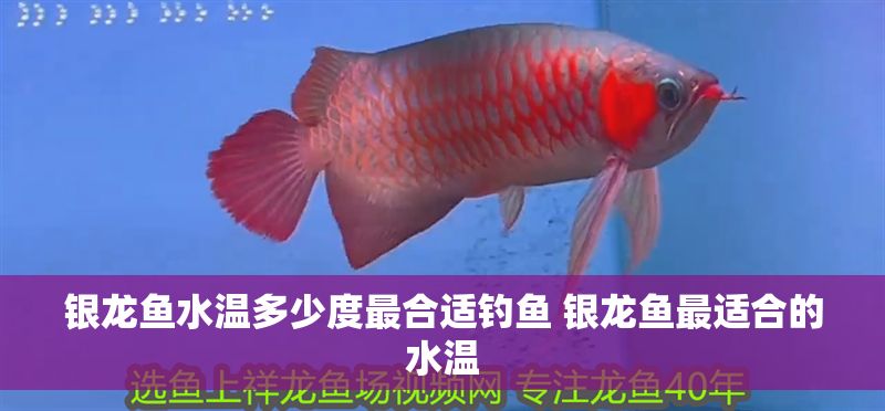 銀龍魚水溫多少度最合適釣魚 銀龍魚最適合的水溫