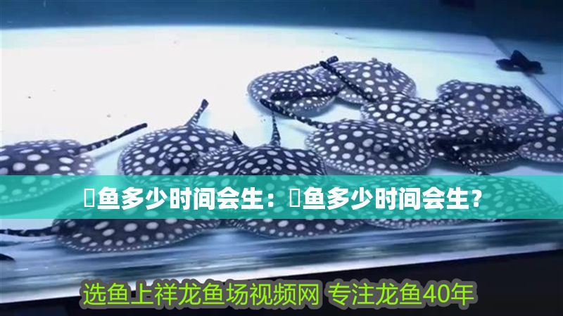 魟魚多少時間會生：魟魚多少時間會生？